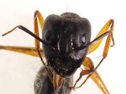 Réf. 281 765 : Camponotus sp.